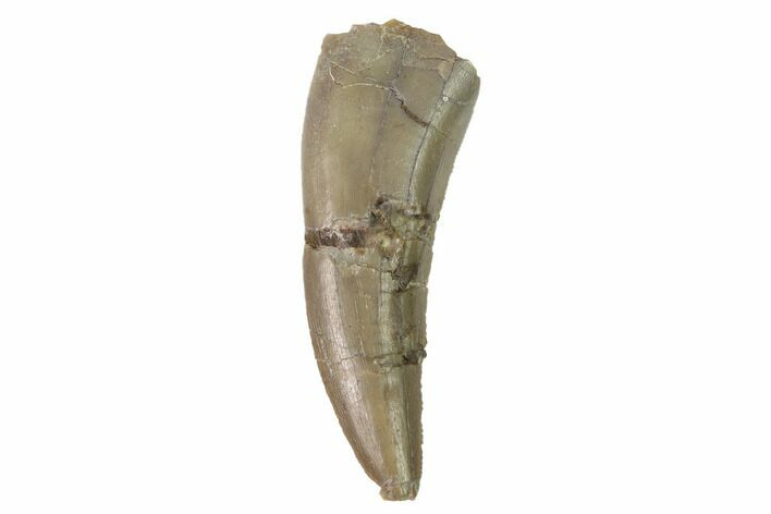 Bargain, Serrated, Megalosaurid (Marshosaurus) Tooth - Colorado #169042